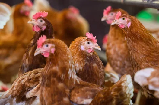 Tiertransporter auf A2 gefangen: Polizei kann nicht alle 9000 Hühner vor Hitzetod retten