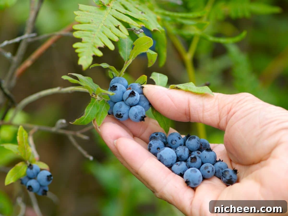 Hand picking blueberries.